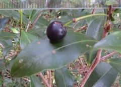 Peddiea africana