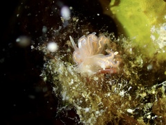 Phyllodesmium