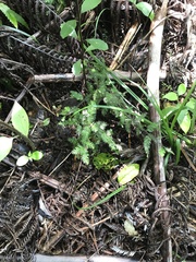 Dacrycarpus dacrydioides