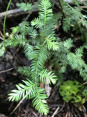 Dacrycarpus dacrydioides