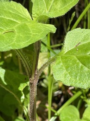 Prunella vulgaris image