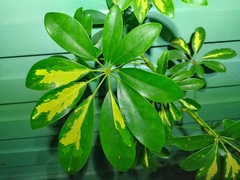 Schefflera arboricola image