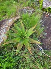 Aloe maculata