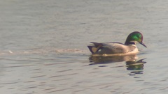 Mareca falcata