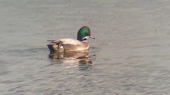 Mareca falcata