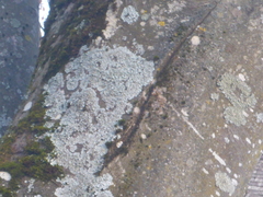 Physcia caesia