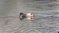 Mareca falcata