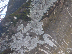 Physcia caesia