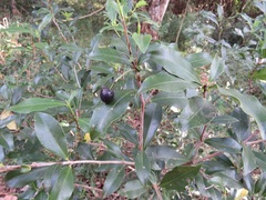 Peddiea africana