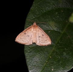 Banisia