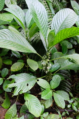 Notopleura discolor