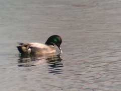 Mareca falcata