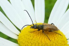 Pseudovadonia livida