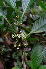 Notopleura discolor