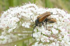 Pseudovadonia livida