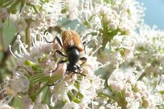 Pseudovadonia livida