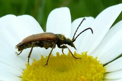 Pseudovadonia livida