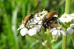 Pseudovadonia livida