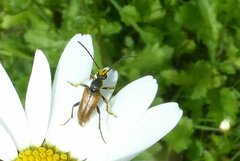 Pseudovadonia livida