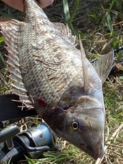 Lethrinus laticaudis
