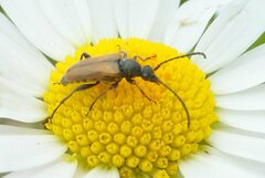 Pseudovadonia livida