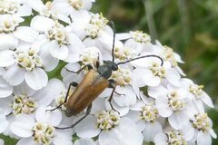 Pseudovadonia livida