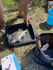 Lethrinus laticaudis