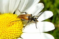 Pseudovadonia livida