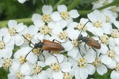 Pseudovadonia livida