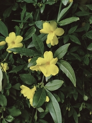 Jasminum mesnyi