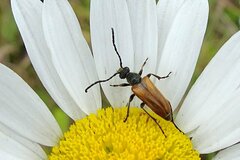 Pseudovadonia livida