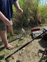 Lethrinus laticaudis