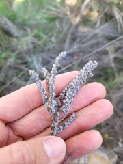 Petrosedum sediforme