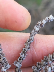 Petrosedum sediforme