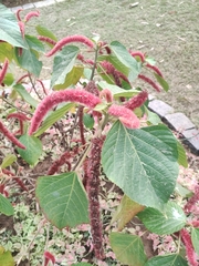 Acalypha hispida