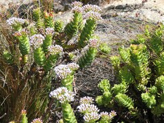 Crassula undulata
