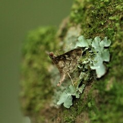 Rhimphalea