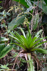 Guzmania plumieri