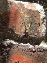 Trichonephila
