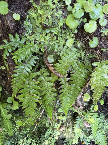 Leptogramma pozoi image