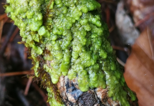 škrabačka ploská (Radula complanata)