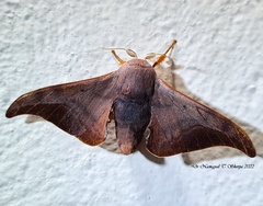 Comparmustilia sphingiformis