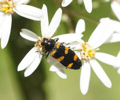 Castiarina imitator