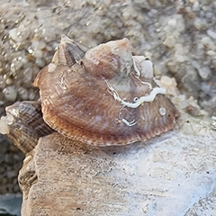 Desmaulus extinctorium