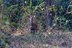 Tragelaphus scriptus
