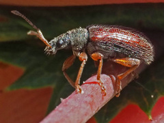 Phyllobius oblongus