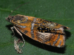 Olethreutes arcuella