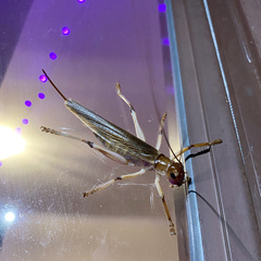 Gryllacrididae