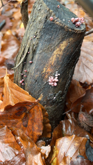 Ascocoryne sarcoides