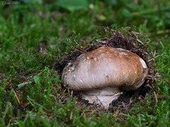 Catathelasma imperiale